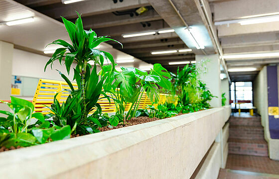 Pflanzen in einer Betonwanne im Foyer des 25er Gebäudes 