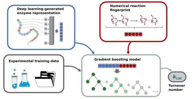 Schematic diagram of the prediction process for the turnover numbers of enzymatic reactions