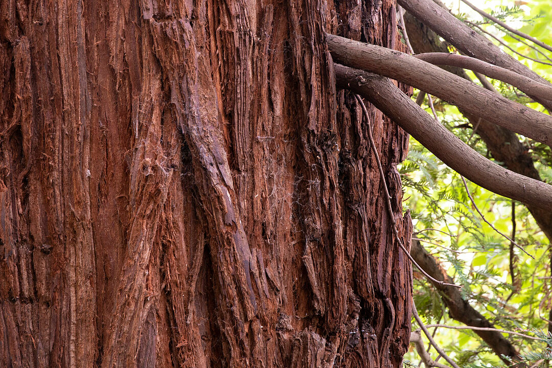 Detail Küstenmammutbaum