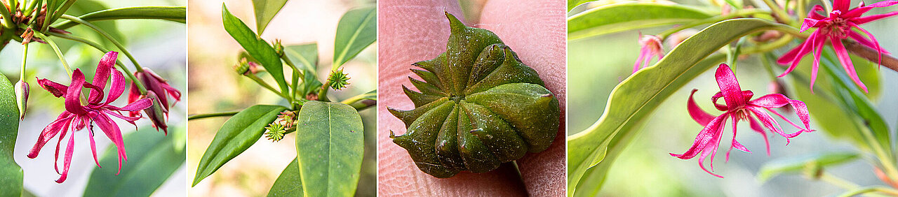Ansichten von Blüten des Purpur-Sternanis und Samenkapseln