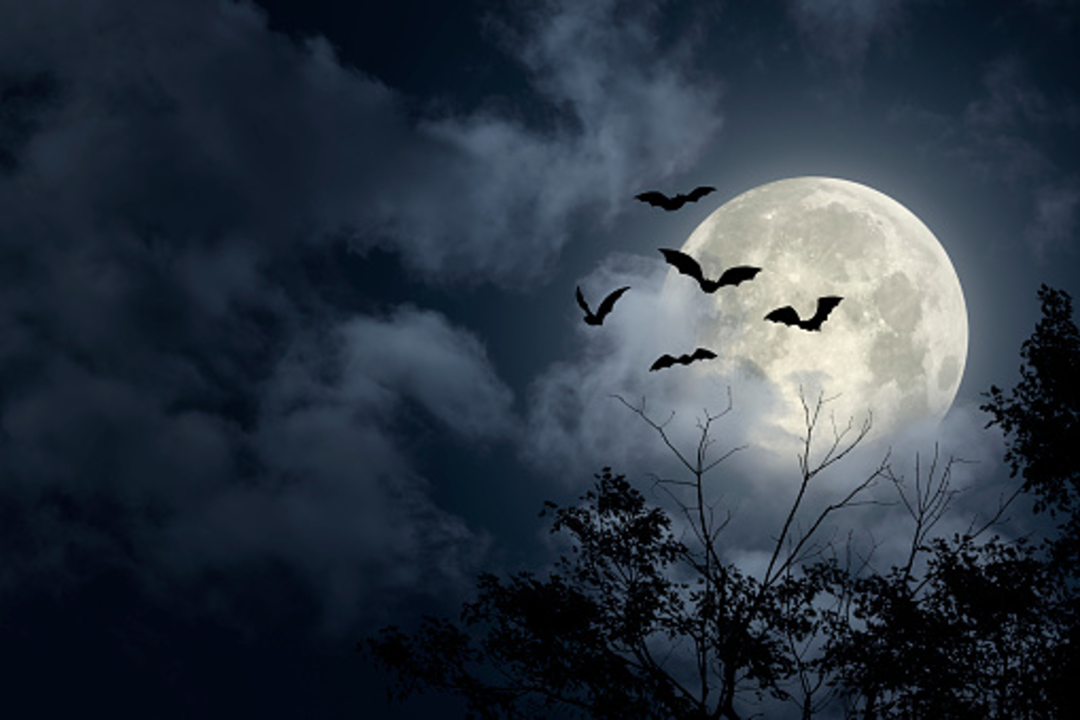 Albtraumszenerie: Fledermäuse vor düsterem Wald in einer Vollmondnacht