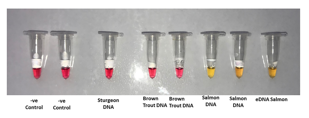 Der SDT-Test zeigt eine gelbe Farbe, wenn im Flusswasser Lachs-DNA gefunden wird. Bei anderen Fischen färbt er sich rot.