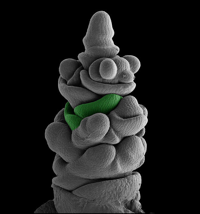 Mikroskopisches Foto eines sehr frühen Entwicklungsstadiums einer Gerstenähre.