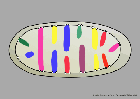 Visuelle Veranschaulichung eines Mitochondriums